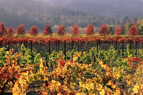 Napa Valley in Fall at Harvest Time - What to Expect