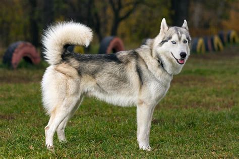 Meet the Siberian Husky!