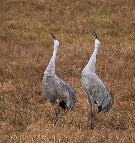 Sandhill Crane Unison Call - Avian Critiques - Nature Photographers Network