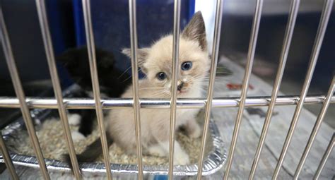 Epic cute: Kittens & pups at Orange animal shelter - Orlando Sentinel