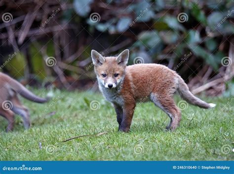 Urban Fox Cubs Playing in the Garden Stock Photo - Image of family, animal: 246310640