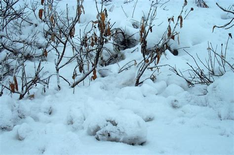 Camouflage a means of survival – Naturally North Idaho