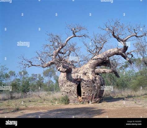 Wyndham boab prison tree hi-res stock photography and images - Alamy