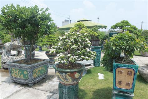 A visit to Hanoi’s largest bonsai market