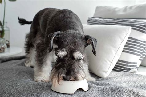 How Much to Feed a Miniature Schnauzer (Feeding Chart & Guide)