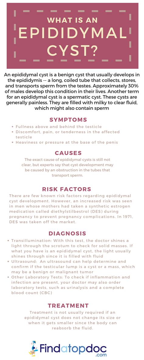 Epididymal Cyst: Causes, Symptoms, and Types of Treatment