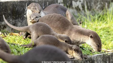 Mum From Famous Bishan Otter Family Passes Away, Lovingly Remembered By ...