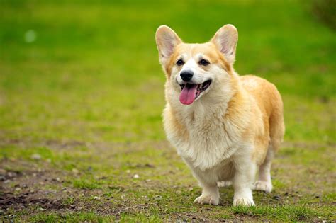 The Corgi Personality, Revealed | The Dog People by Rover.com