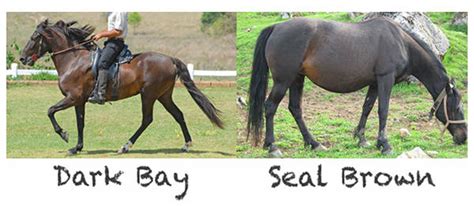 Seal Brown Horse