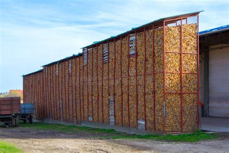 Dry Corn Storage stock image. Image of crop, chardak, dried - 946755