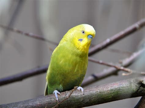 Melopsittacus undulatus / Budgerigar (Breeding-form) in Weltvogelpark ...