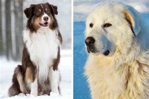 Pyrenean Mountain Dog Mix