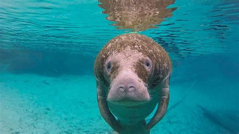 The Gentle Giant, Manatees of Crystal River, FL - Curious Craig