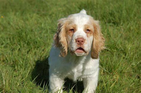 Clumber Spaniel Breed Guide - Learn about the Clumber Spaniel.