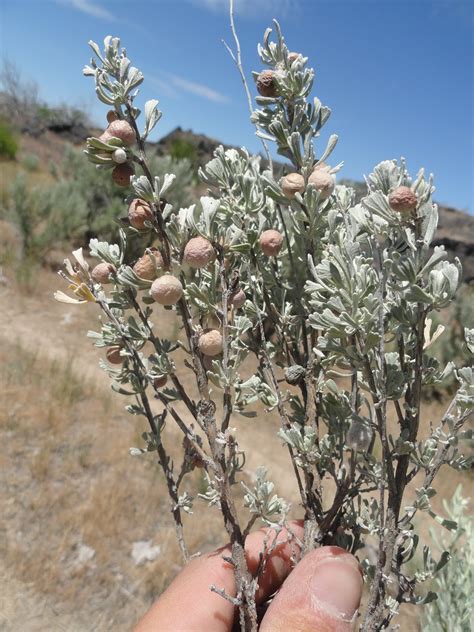 tall trees and moss: Sagebrush Galls