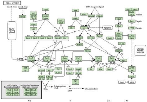 Proposed schematic diagram for the mechanisms of AITC-affected ...