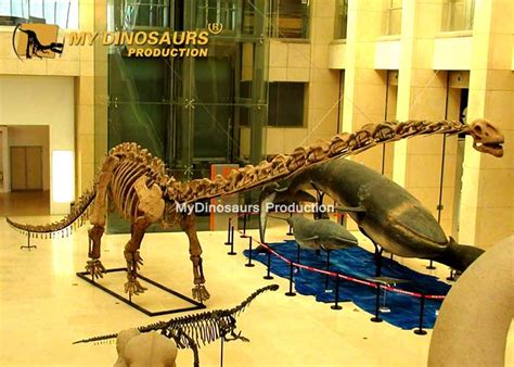 National Museum Replica Mamenchisaurus Skeleton for Sale