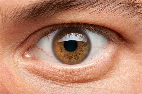 Best Light Brown Eyes Stock Photos, Pictures & Royalty-Free Images - iStock