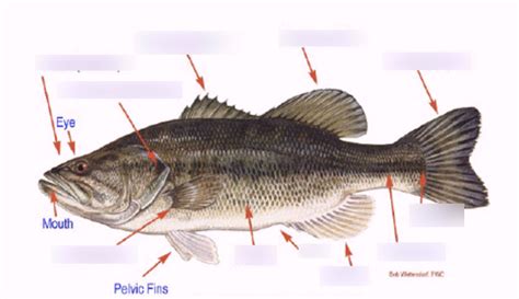 lab 11 Ray finned Fish Diagram | Quizlet