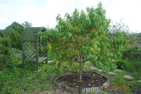 Questioner's Garden Time: Peach harvest. Avalon Pride Peach Tree.