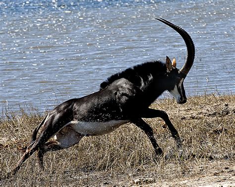 Jacob Clarkson | Animals beautiful, Rare animals, Zoo animals