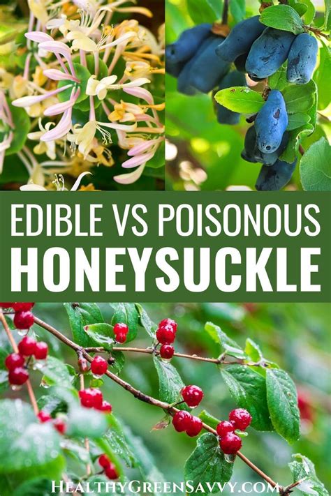 Honeysuckle Berries: Poisonous vs Edible Honeysuckle