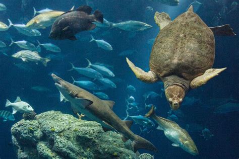 Exhibits at the South Carolina Aquarium | Thousands of SC Animals