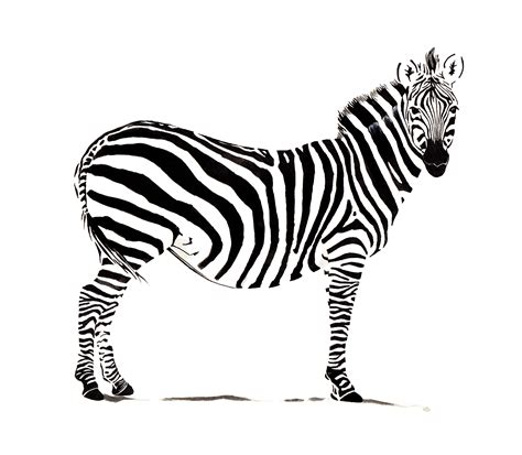 Zebra In Line Drawing - Cliparts.co