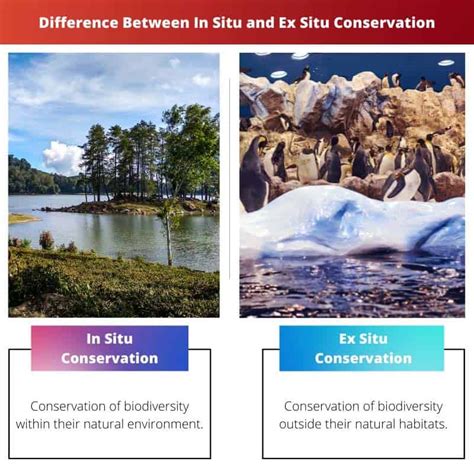 In Situ vs Ex Situ Conservation: Difference and Comparison