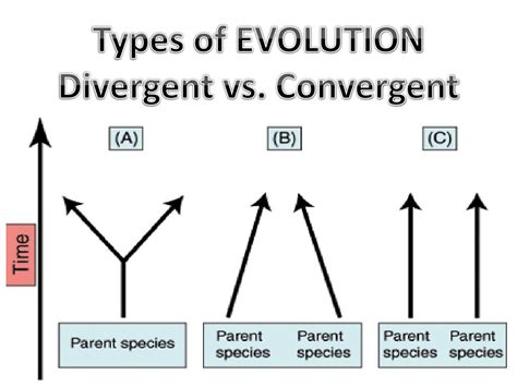 PPT - Types of EVOLUTION Divergent vs. Convergent PowerPoint Presentation - ID:2841126