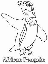 African Penguin Coloring Page Pages sketch template