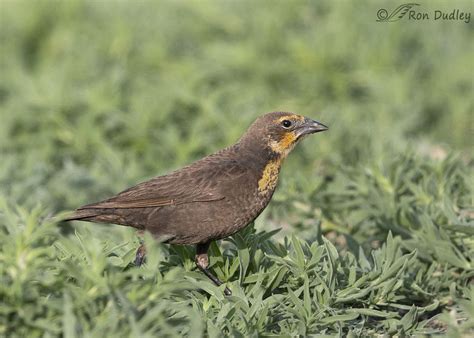 Female Yellow-headed Blackbird – Feathered Photography