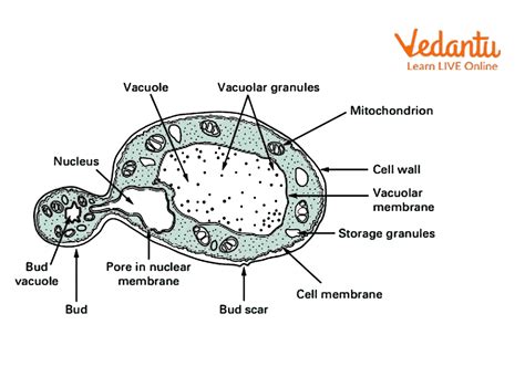 Fungal Cell Wall - Learn Important Terms and Concepts