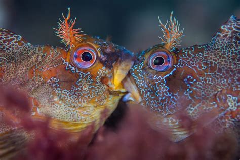 See The Winners Of The 2018 Underwater Photographer Of The Year Awards