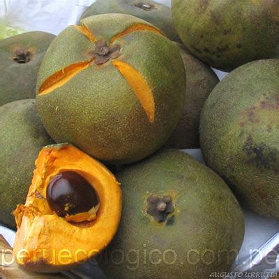 Pack of 03 LUCUMA fresh SEEDS POUTERIA LUCUMA TREE | eBay