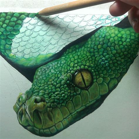 Snake Scales Drawing at PaintingValley.com | Explore collection of Snake Scales Drawing