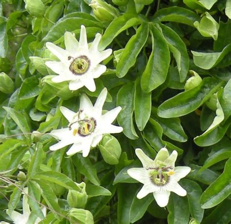 Passiflora caerulea 'White Lightning' - 3Ltr