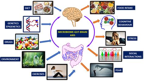 Microbiota Gut Brain Axis