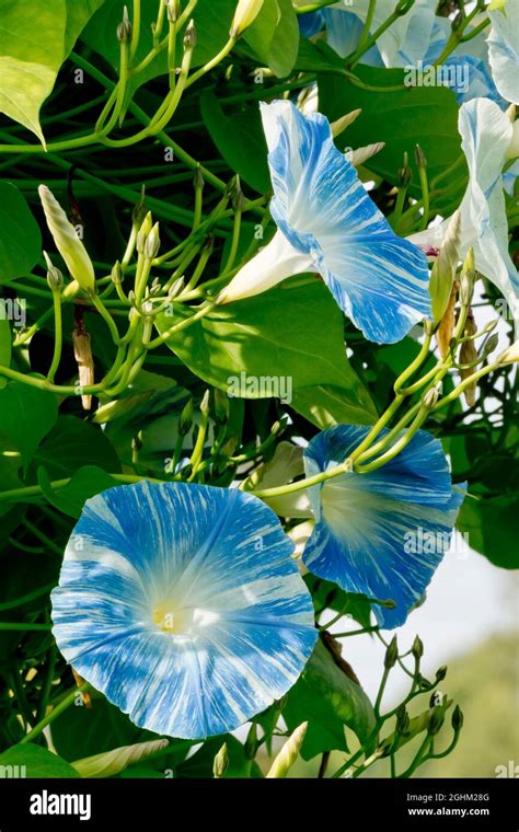 Ipomoea tricolor 'Flying Saucer' Stock Photo - Alamy