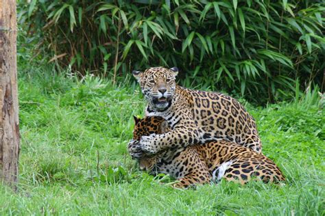 Chester Zoo August 2008 008 - a photo on Flickriver