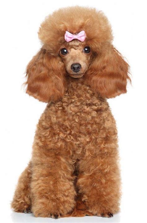 14 Funny Haircuts For Poodles That Will Make Your Day Happy | Page 2 of 3 | PetPress | Poodle ...