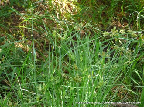 Umbrella Sedge - Urban Bushland Council WA