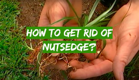 How to Get Rid of Nutsedge? - Grass Killer