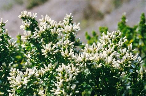 Prostrate Coyote Bush/Pigeon Point (Baccharis pilularis) - DMRC&D | California native plants ...