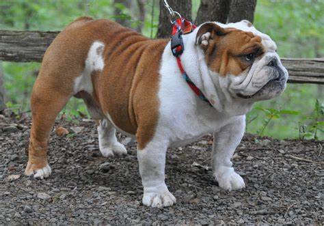 English Bulldogs Picture Missouri - Dog Breeders Guide