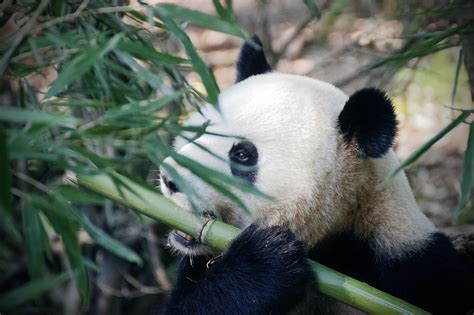 + de 1 000 images de pandas géants & panda roux - Pixabay