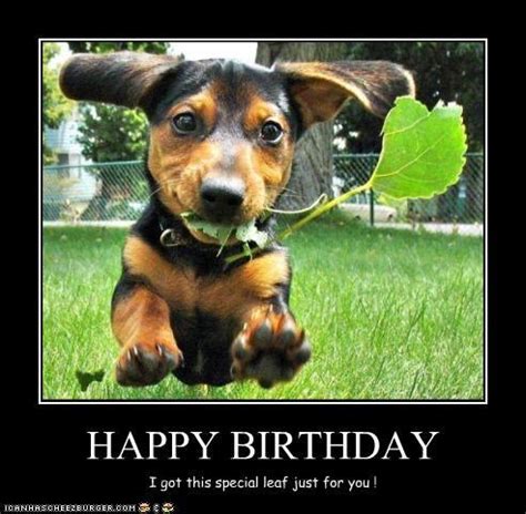 29 Funniest Happy Birthday Dog Meme Happy Birthday Meme | vlr.eng.br