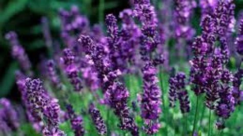 Terbaru 28+ Contoh Gambar Bunga Lavender - Gambar Bunga Indah