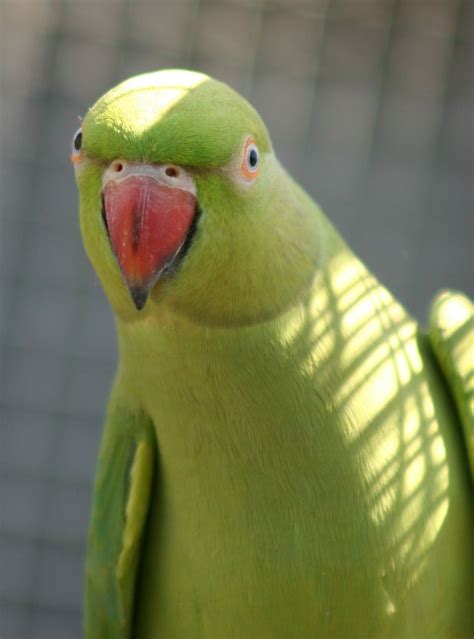 A female Rose-ringed Parakeet looking. | Rose-ringed Parakeet | Pinterest | Parakeets and Animal