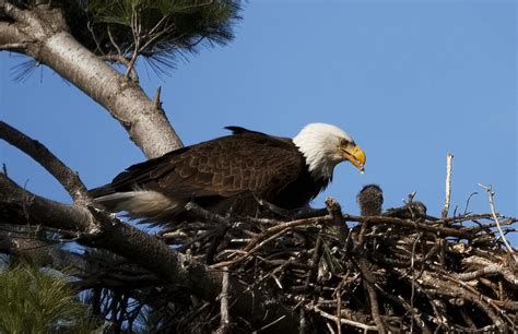 Bald Eagle Feeding Her Young Photograph by Joe Gee